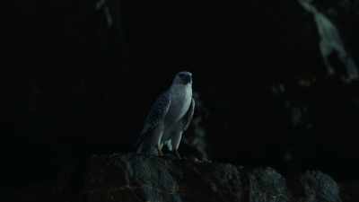 "Let go of my ears,
I know what I'm doing." - His Dark Materials