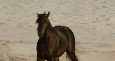 Let me go! - The Black Stallion