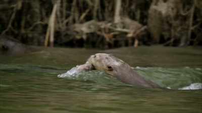 Let me just ‐‐
[ Groaning ] - When Nature Calls with Helen Mirren