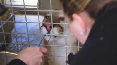 Let katie get a good look. - Secrets of the Zoo