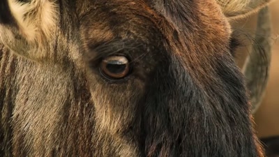 Let the wildebeest
make the first move. - A Year on Planet Earth
