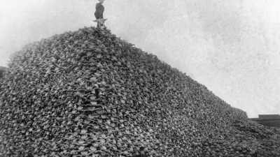 Let's get not only
the buffalo out, - The American Buffalo