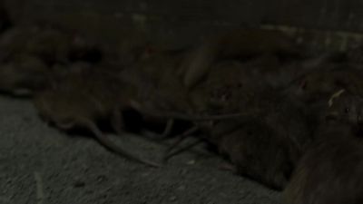- Let's get on with it. - He won last week. He's a good dog. - Penny Dreadful