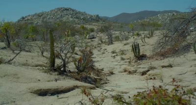 Let's go Come on - Desierto