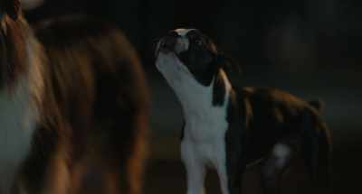 Let's go get some dick. (howls) - Strays