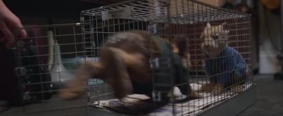 Let's go, kids! We're off to Grandma. - Peter Rabbit 2: The Runaway