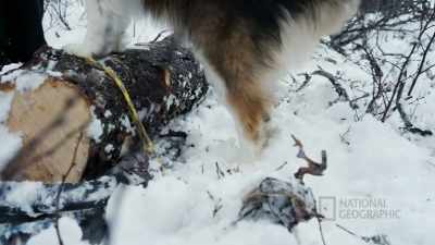 Let's go see if we can
tow this thing home. - Life Below Zero: First Alaskans