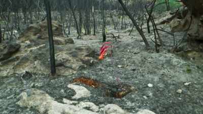 Let's hope that the next time
this fire lily blooms, - The Green Planet