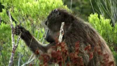 Let's just say everything it
touches is rendered useless. - When Nature Calls with Helen Mirren