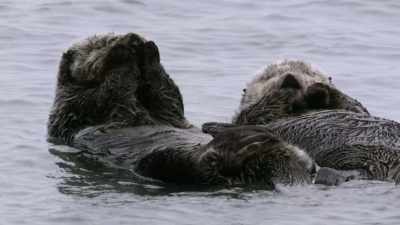 Let's just say everything it
touches is rendered useless. - When Nature Calls with Helen Mirren