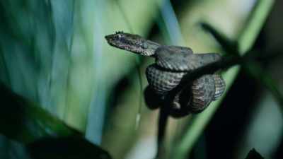 Let's say you get bit
by a eyelash viper snake, - The Reluctant Traveler with Eugene Levy