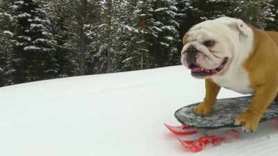 Let's show them
what riding - Powder Pup