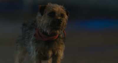 Let's show these humans
they can't toss us aside - Strays