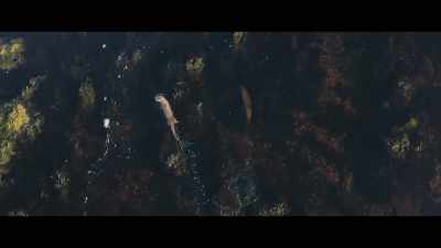 Letting someone be themselves
because that person is - Billy & Molly: An Otter Love Story