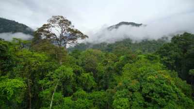 Leuser is so vast,
it's almost impossible to patrol. - Our Great National Parks
