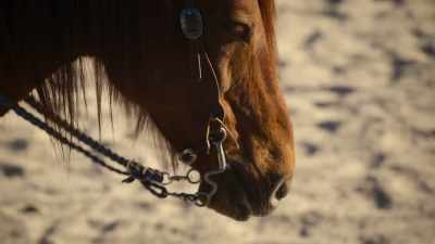 [Levy] Maybe the horse is ready. I'm not. - The Reluctant Traveler with Eugene Levy