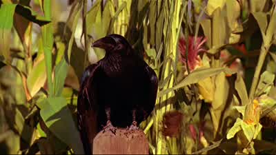 Lex? Son? Now, where do I sign? Right here, Mr. Luthor. - Smallville