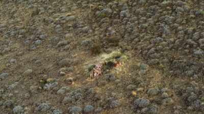 Life for a hunter in this land
is as hard as it gets. - Seven Worlds, One Planet
