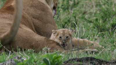 Life is always dangerous for lion cubs. - Dynasties