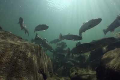 Life diversifies in order to
survive. - Artifishal