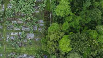 Life in the forest depends on
countless close relationships, - The Green Planet