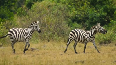 Life in the Great Migration
is a lottery. - A Year on Planet Earth