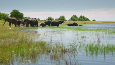 'Life may seem idyllic now, - A Year on Planet Earth
