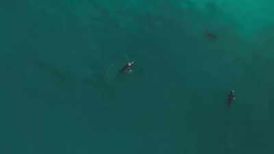 Life is remarkably resilient - Planet Earth III
