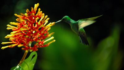 Life wants to flourish - Racing Extinction