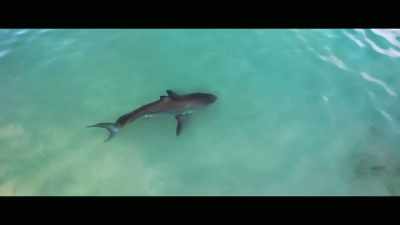 Lifeguards literally have them
on the beach now as a tool, - Envoy: Shark Cull