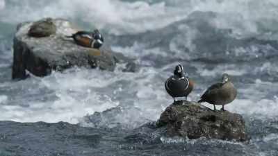 Lifelong partners
are preparing to breed. - Epic Yellowstone