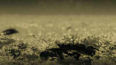 Light reflected from
the crabs' bodies is unpolarised, - Attenborough's Life in Colour