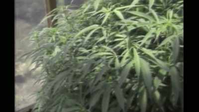 Lighting up, - Murder Mountain