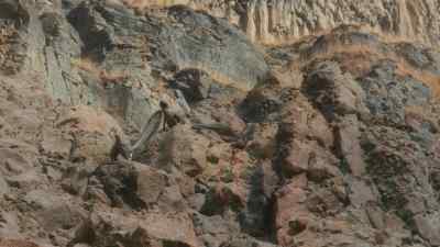 Lightweight bodies
and feathered arms help them - Prehistoric Planet