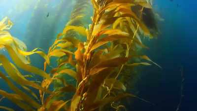 Like a rainforest, - Our Planet