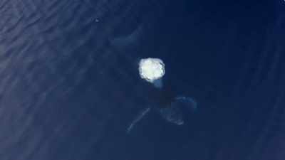 "Like a toddler learning to walk," - Secrets of the Whales
