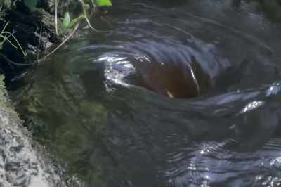 Like a whirlpool in a stream, - Thrive II: This Is What It Takes