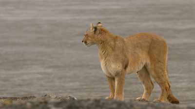 Like all her kind,
she prefers to live alone - The Secret Lives of Animals