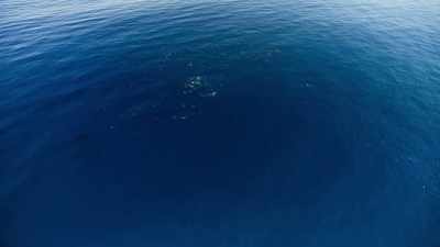 Like all who live here, - Blue Planet II