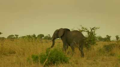 Like all male elephants before him, - Serengeti