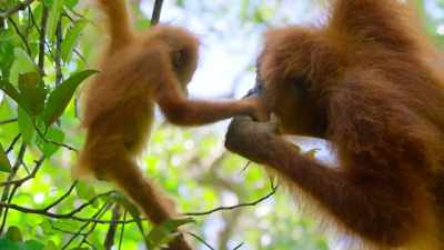 Like all orangutans, - Our Planet