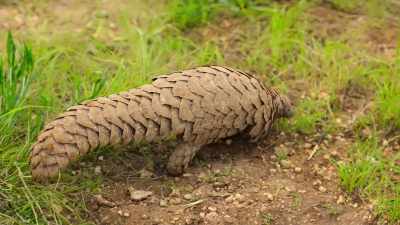 Like all pangolins,
Matengu has poor eyesight. - Wild Babies