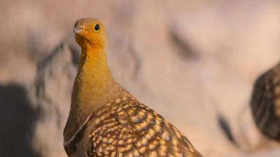 Like all the grouse that flock here... - Tiny World