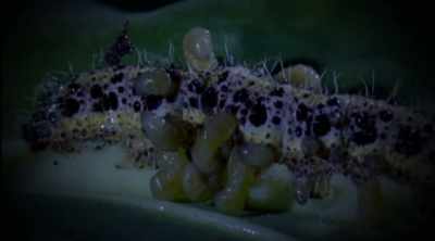 Like big caiman, - Kings of Pain