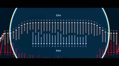 Like DNA, it has four letters, - Human Nature