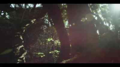 Like humans, - Chimp Empire