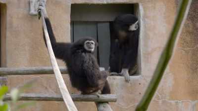 Like, she just wouldn't do it,
and it just kinda reminded me - Secrets of the Zoo