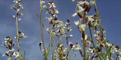 Like, let's pay farmers
to take the Co2 - Hot Money