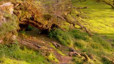 Like many family get-togethers, - Wales: Land of the Wild
