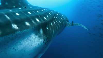 Like many sharks, she does not lay eggs, - Blue Planet II